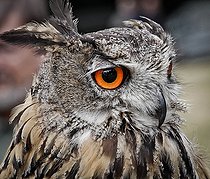 Great Horned Owl (Bubo bubo), Sarthe, France
