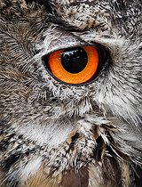 Eye of a Great Horned Owl (Bubo bubo), Sarthe, France