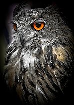 Great Horned Owl (Bubo bubo), Sarthe, France