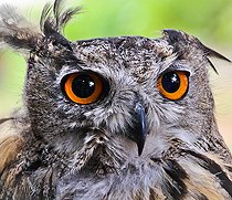 Great Horned Owl (Bubo bubo), Sarthe, France