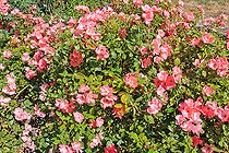 Rosebush in bloom, Le Mans, Sarthe, France