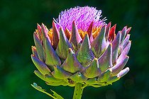 Artichoke in flower, Sarthe, France