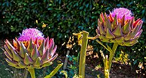 Artichokes in flower, Sarthe, France