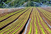 Watering lettuces at a market gardener's in Sarthe, France