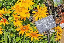 Yellow Rudbeckia flowers for sale, Sarthe, France