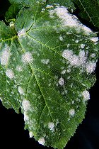 Odium on zucchini leaves, Sarthe, France