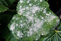 Odium on zucchini leaves, Sarthe, France