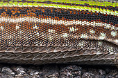 Detail of the skin of the Striped whiptail (Kentropyx striata), Sinnamary, French Guyana