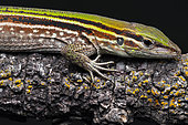 Portrait of Striped whiptail (Kentropyx striata), Sinnamary, French Guyana