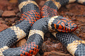Aquatic coral snake (Micrurus surinamensis), Roura, French Guiana