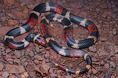 Aquatic coral snake (Micrurus surinamensis), Roura, French Guiana