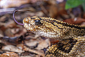 Neotropical rattlesnake head (Crotalus durissus) Kourou, French Guiana