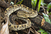 Neotropical rattlesnake (Crotalus durissus) Kourou, French Guiana