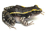 Gold-striped frog (Lithodytes lineatus), white background, Saül, French Guiana