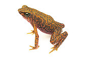 Cayenne stubfoot Toad (Atelopus flavescens), white background, Saül, French Guiana