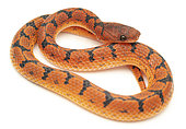 Wucherer's Ground Snake (Xenopholis scaralis), white background, Saül, French Guiana
