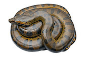 Green anaconda (Eunectes murinus), white background, Régina, French Guiana