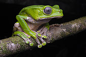 Giant Monkey Frog (Phyllomedusa bicolor) on a branch, Roura, Guyane Française