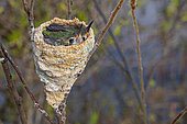 Young Green-tailed Goldenthroat s(Polytmus theresiae) at nest, Kourou, French Guiana