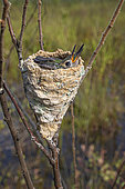 Young Green-tailed Goldenthroat s(Polytmus theresiae) at nest, Kourou, French Guiana