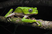 Giant Monkey Frog (Phyllomedusa bicolor) on a branch, Roura, Guyane Française