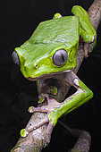 Giant Monkey Frog (Phyllomedusa bicolor) on a branch, Roura, Guyane Française