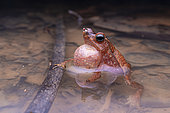 Beaked toad (Rhinella castaneotica) in water with mosquitoes on its snout, Régina, French Guiana
