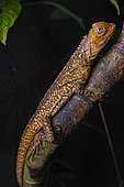 Diving Lizard (Uranoscodon superciliosus) on a vine, Régina, French Guiana