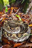 Neotropical rattlesnake (Crotalus durissus), Kourou, French Guiana