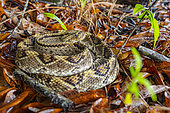 Neotropical rattlesnake (Crotalus durissus), Kourou, French Guiana