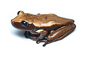 Brown-eyed treefrog (Nyctimantis rugiceps), white background, Yasuni Natianl Park, Ecuador
