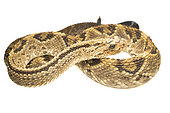Neotropical rattlesnake (Crotalus durissus), white background, Kourou, French Guiana
