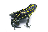 Spotted dart frog (Ranitomeya variabilis), fond blanc, Yasuni National park, Equateur