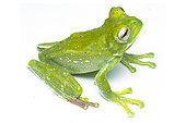 Pastaza Marsupial frog (Gastrotheca longipes), white background, Yasuni National Prak, Ecuador