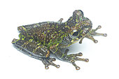 Cannatella's Spiny-backed Frog (Osteocephalus cannatellai), white background, Yasuni National Park, Ecuador