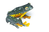 Fringe tree frog (Cruziohyla craspedopus), white background, Yasuni National Park, Ecuador
