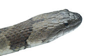 Head of Mountain keelback (Helicops angulatus), white background, Yasuni National Park, Ecuador