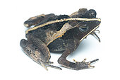 South American Common Toad (Rhinella margaritifera), white background, Yasuni National Park, Ecuador