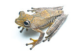 Map Treefrog (Boana geographica), white background, Yasuni National Park, Ecuador