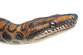 Head of Rainbow boa (Epicrates cenchria), white background, Yasuni National Park, Ecuador