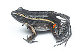 Gold-striped frog (Lithodytes lineatus), white background, Yasuni National Park, Ecuador