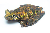 Cannatella's Spiny-backed Frog (Osteocephalus cannatellai), white background, Yasuni National Park, Ecuador