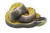 Royal ground snake (Erythrolamprus reginae), white background, Yasuni National Park, Ecuador