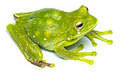 Pastaza Marsupial frog (Gastrotheca longipes), white background, Yasuni National Prak, Ecuador