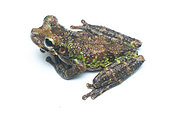 Cannatella's Spiny-backed Frog (Osteocephalus cannatellai), white background, Yasuni National Park, Ecuador