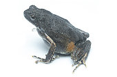 Peters' dwarf frog (Engystomops petersi), white background, Yasuni National Park, Ecuador
