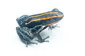 Amazonian Poison Frog (Ranitomeya amazonica), white background, Yasuni National Park, Ecuador