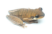 Banded Treefrog (Osteocephalus mutabor), white background, Yasuni National Park, Ecuador
