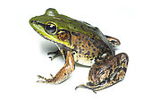 Amazon River frog (Lithobates palmipes), white background, Yasuni National Park, Ecuador