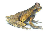 Sarayacu treefrog (Dendropsophus parviceps), white background, Yasuni National Park, Ecuador
